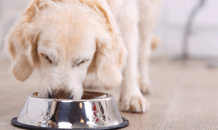 Meeting the Unique Needs of your Dog with Breed-Specific Dog Food