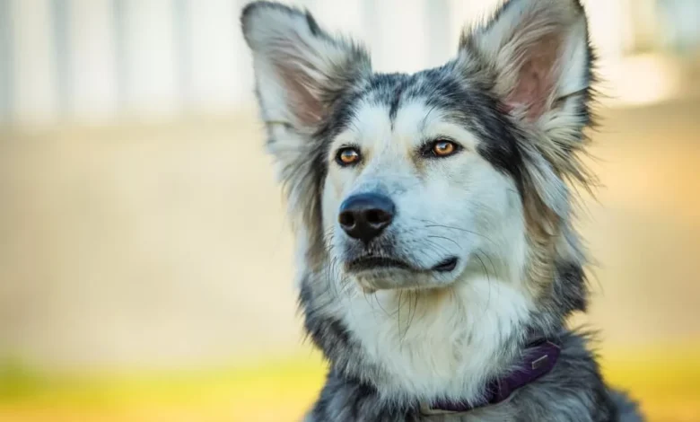 Look out for border collie mix with husky