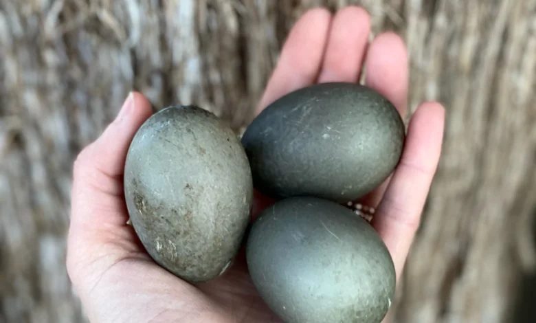 cayuga duck eggs