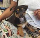 rottweiler chihuahua mix