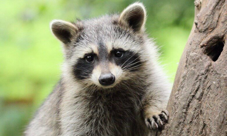 what a raccoon looks like its wearing