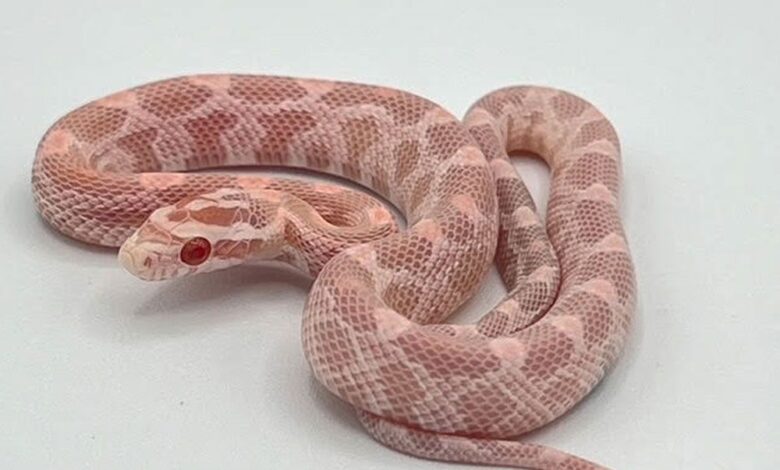 pink corn snake