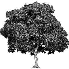 tree manga
