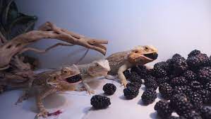 can bearded dragons eat blackberries