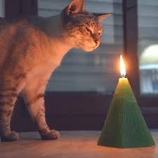 can cats see fire