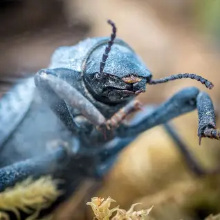 blue death feigning beetles